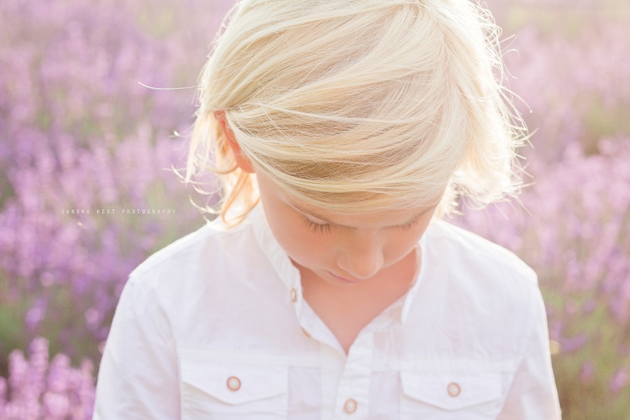 A stunning photo captured by Sandra Hext Photography at Stonewell Lavender Farm, featuring a young blonde-haired boy bathed in sunlight with vibrant lavender fields in the background.